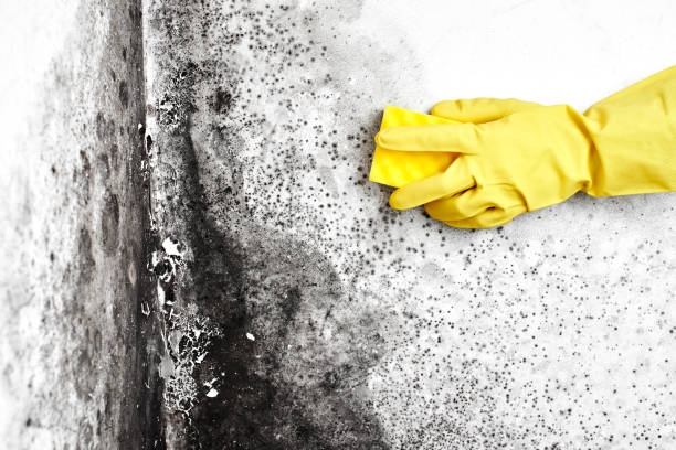 Best Crawl Space Mold Removal  in Hendron, KY
