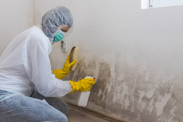 Home Mold Removal in Hendron, KY
