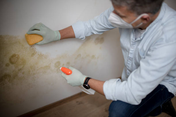 Best Office Mold Removal Services  in Hendron, KY