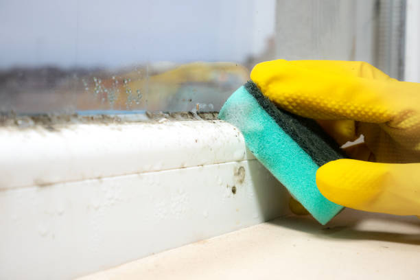 Best Toxic Mold Removal  in Hendron, KY