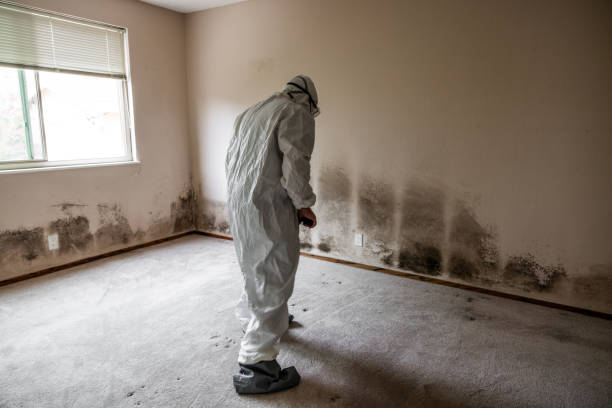 Attic Mold Removal in Hendron, KY