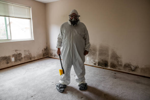 Best Local Mold Removal Service  in Hendron, KY