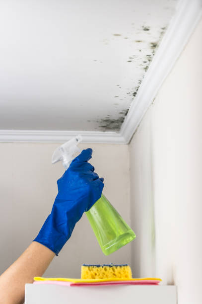 Best Mold Remediation Experts  in Hendron, KY